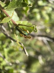 Trirhabda flavolimbata