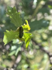 Trirhabda flavolimbata