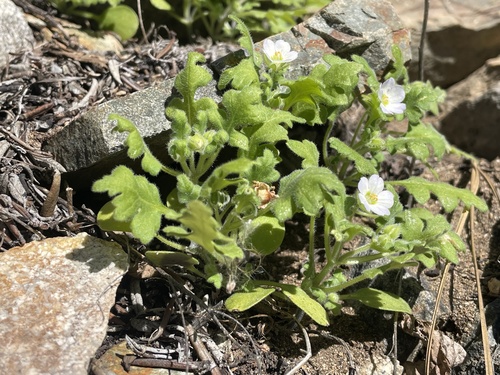 Nemophila kirtleyi observed 2026-04-08