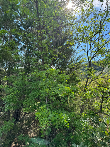 iNaturalist observation photo of California Ash