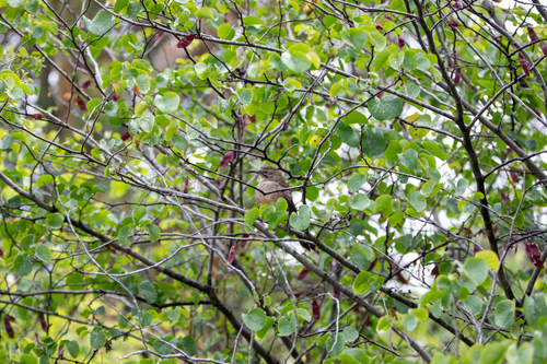 iNaturalist observation photo of California Thrasher