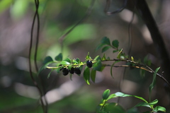 Diospyros vaccinioides