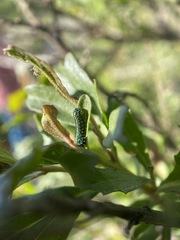 Trirhabda flavolimbata