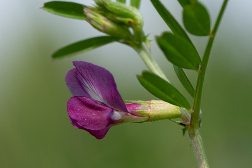Vicia sativa iNat (1)