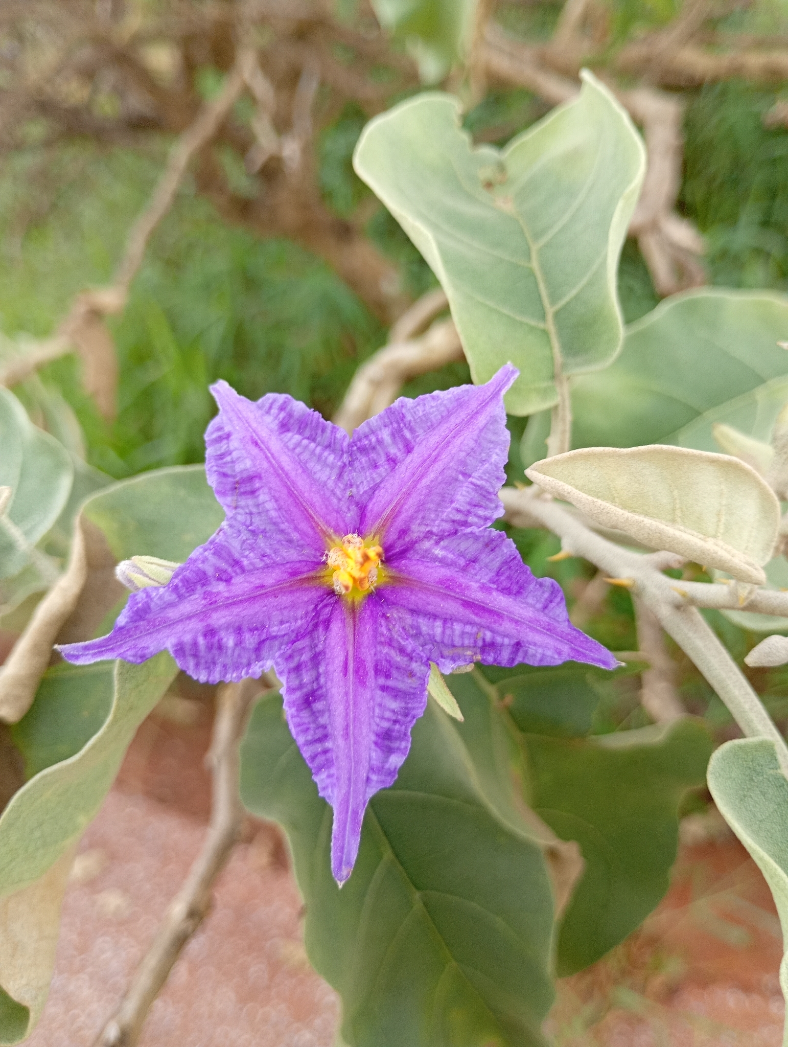 Solanum lycocarpum