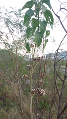 Ipomoea carnea fistulosa