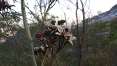 Ipomoea carnea fistulosa
