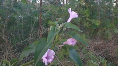 Ipomoea carnea fistulosa