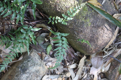Lindsaea ensifolia, photograph 4