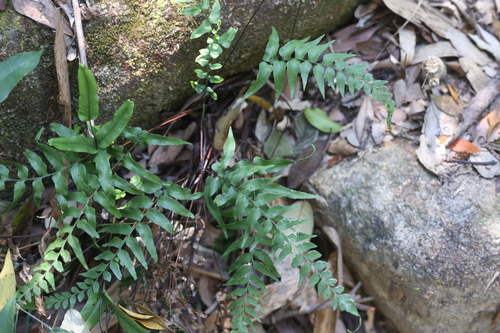 Lindsaea ensifolia, photograph 5