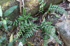 (c) Denys Vynokurov, some rights reserved (CC BY) Lindsaea ensifolia, photograph (c) Denys Vynokurov, some rights reserved (CC BY)