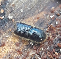 Ips sexdentatus