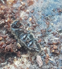 Ips sexdentatus