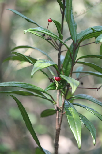 Ardisia lindleyana, photograph 6