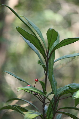 Ardisia lindleyana, photograph 5