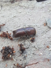 Ips sexdentatus
