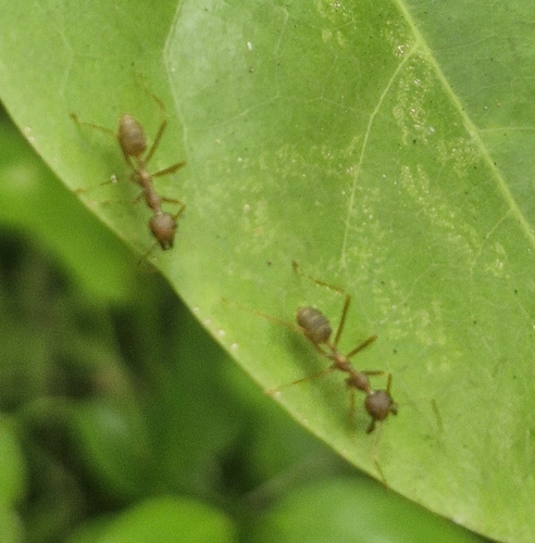 African Weaver Ant
