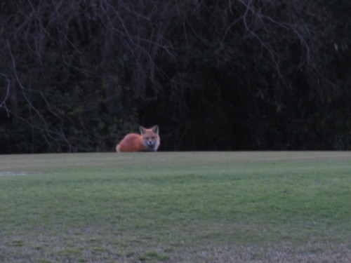 Vulpes vulpes fulvus image
