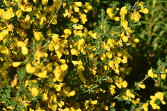 Cytisus arboreus