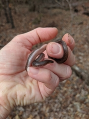 Carphophis amoenus helenae