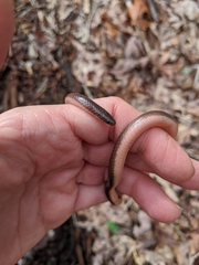 Carphophis amoenus helenae