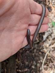 Carphophis amoenus helenae