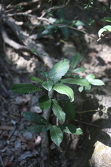 Tetracera sarmentosa