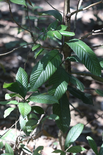 Tetracera sarmentosa, photograph 2