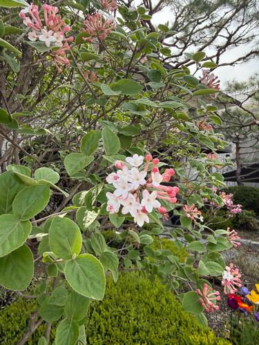 Viburnum carlesii observed 2026-04-13