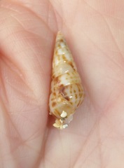 Longchaeus maculosus