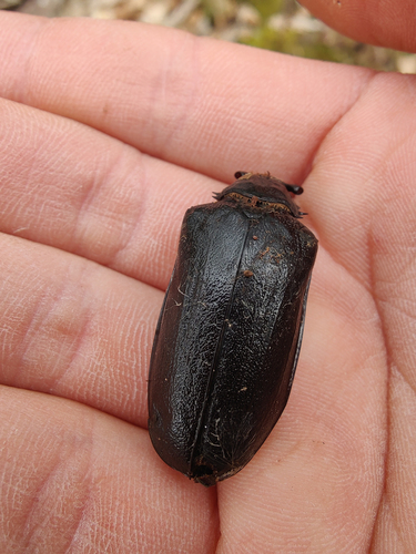 Prionus coriarius