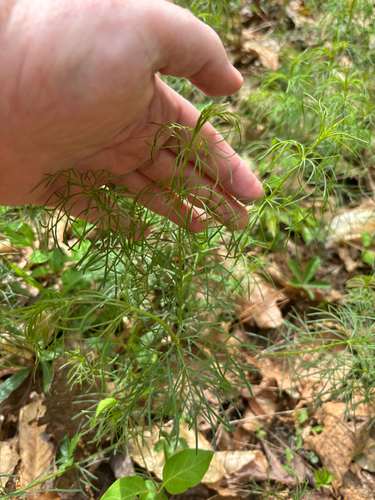 Coreopsis verticillata