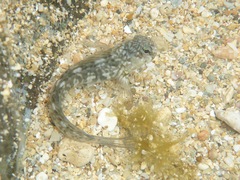 Entomacrodus marmoratus