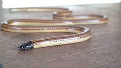 Apostolepis christineae