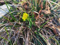 Helioscopia