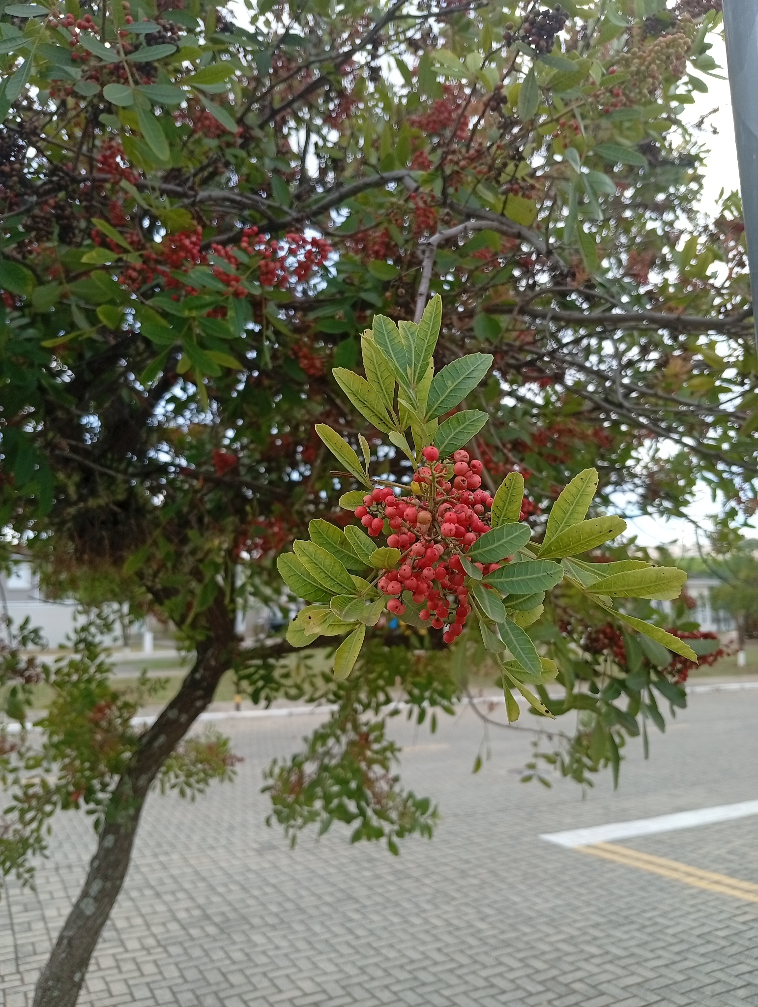 Schinus terebinthifolia