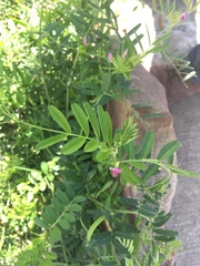 Vicia sativa
