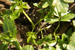 Smyrnium perfoliatum