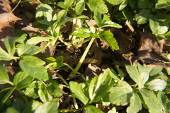 Smyrnium perfoliatum