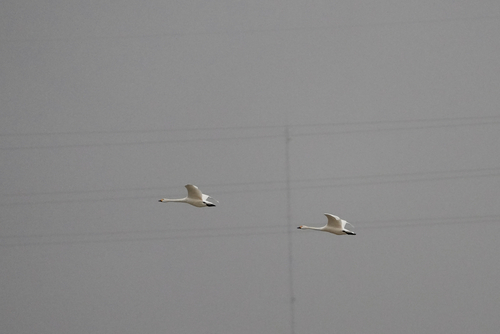 Tundra Swan