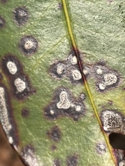 Mycosphaerellaceae