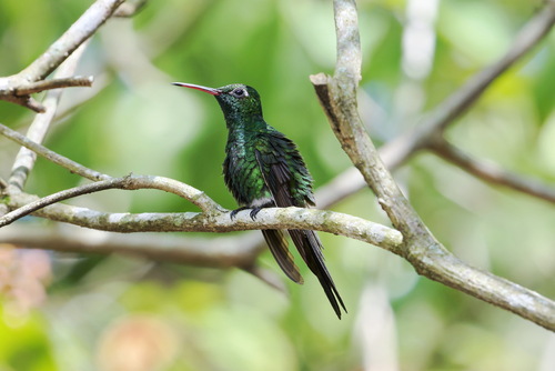 Cuban Emerald (Riccordia ricordii), photo 5