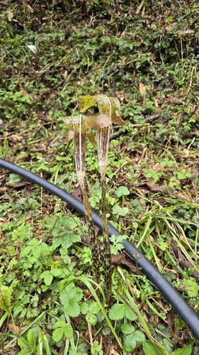 Arisaema nepenthoides