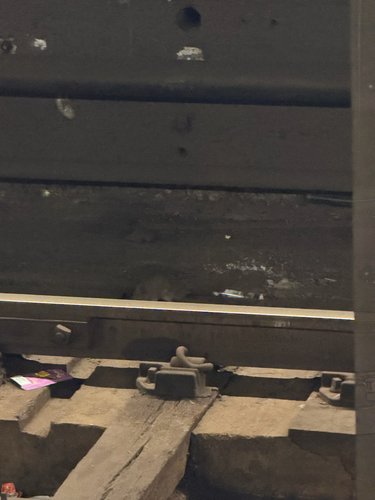 Rat photographed near here on 2026-04-11
