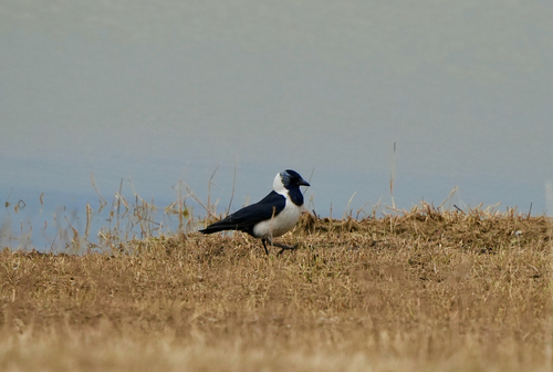 Daurian Jackdaw