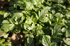Smyrnium perfoliatum