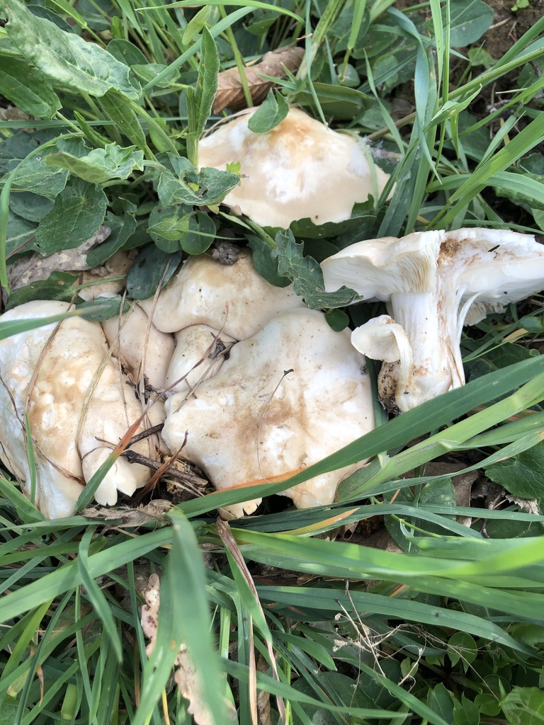 Calocybe gambosa · April 2026 · photo: © gerardbertrand (iNaturalist, cc-by)