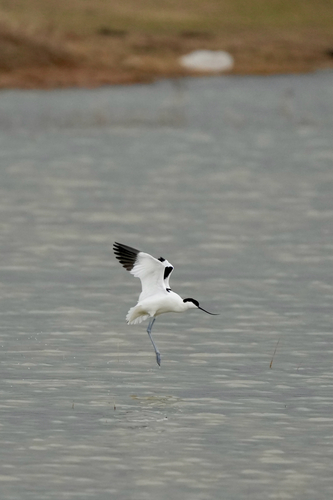 Pied Avocet