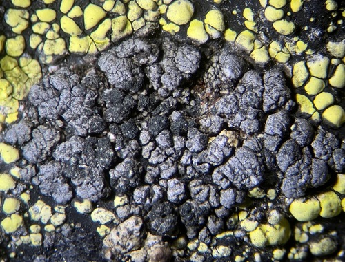 Miriquidica nigroleprosa
