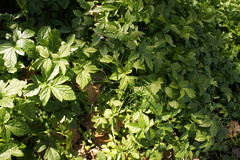 Smyrnium perfoliatum